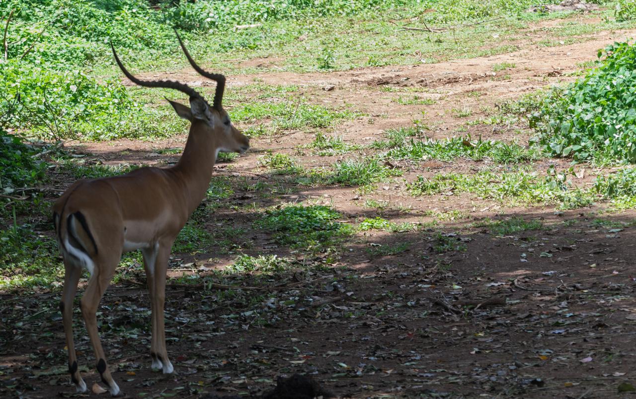 Buvi Lodge Limited Entebbe Dış mekan fotoğraf